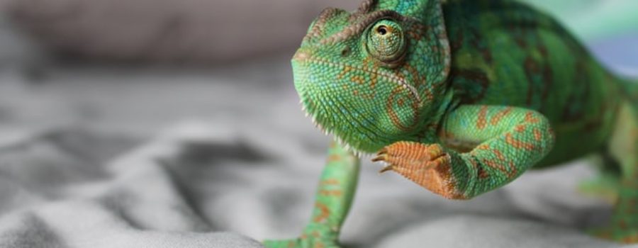 How TCK Life is Like a Chameleon Egg