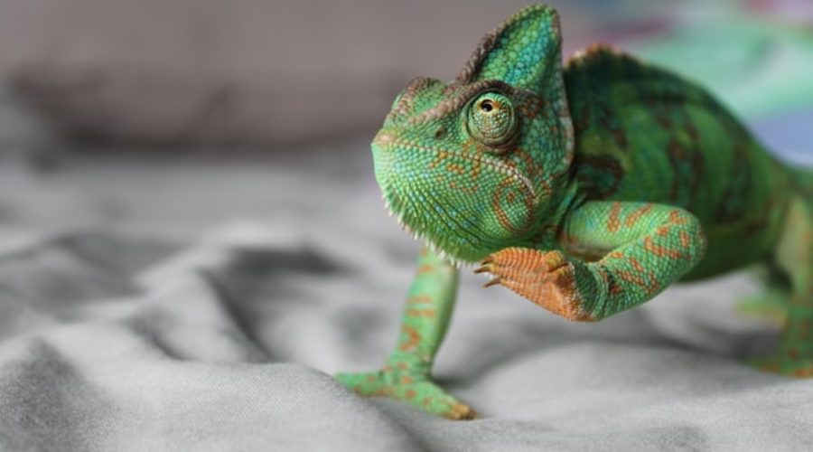 How TCK Life is Like a Chameleon Egg